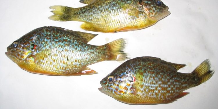 Comment reconnaître les poissons de rivière ?