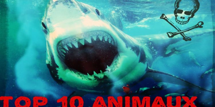 Quel est l'animal marin le plus dangereux ?