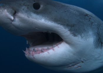 Est-ce que les requins ont des os ?