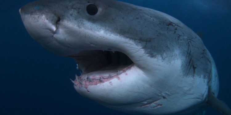 Est-ce que les requins ont des os ?