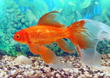 Quel poisson mettre avec un queue de voile ?