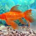 Quel poisson mettre avec un queue de voile ?