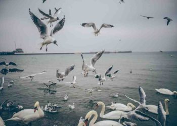 Comment Appelle-t-on les fortes canines des carnivores ?