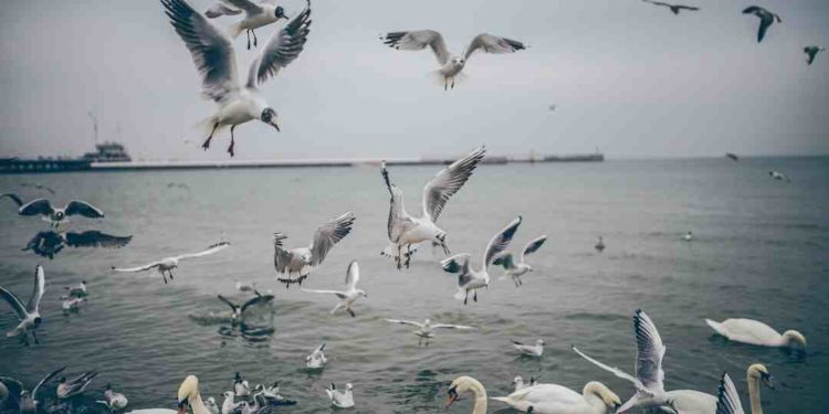 Comment Appelle-t-on les fortes canines des carnivores ?