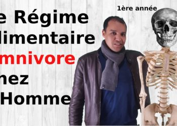 Quelles sont les caractéristiques du régime alimentaire omnivore chez l'homme ?
