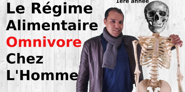 Quelles sont les caractéristiques du régime alimentaire omnivore chez l'homme ?