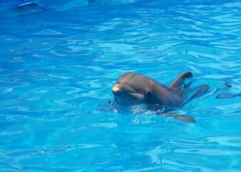 Est-ce que le dauphin est intelligent ?