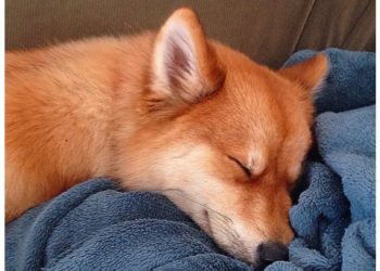 Qui ressemble à un singe ?