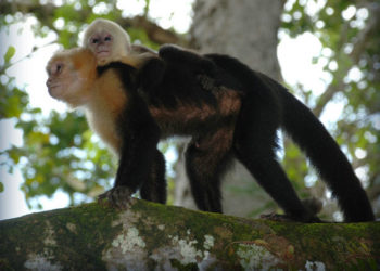 Quel est le nom de la femelle du singe ?