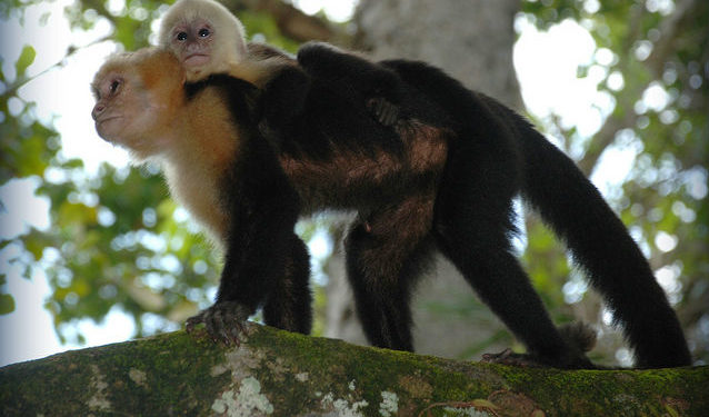 Quel est le nom de la femelle du singe ?