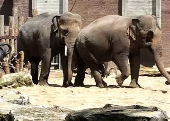 Comment les éléphants s'accouplent ?