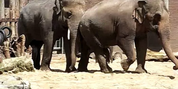 Comment les éléphants s'accouplent ?