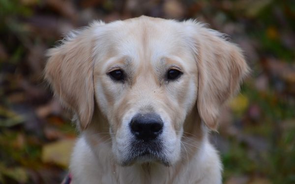 Quel est le chien le plus facile à vivre ?