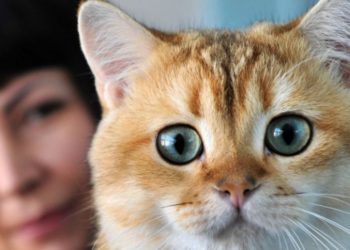 Est-ce que les poils de chat sont dangereux pour l'homme ?