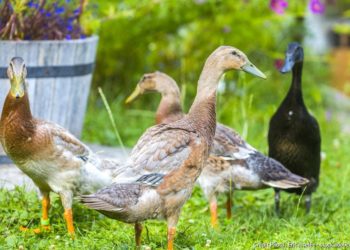 Pourquoi homme canard ?