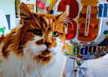 Quel est le chat le plus connu ?