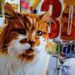 Quel est le chat le plus connu ?