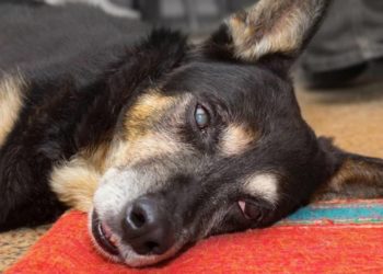 Quels sont les symptômes pour un chien ?