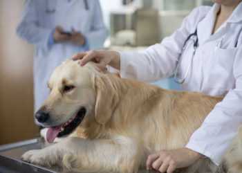 Qu'est-ce qu'un lipome chez le chien ?