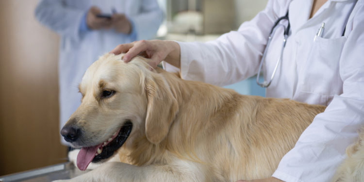 Qu'est-ce qu'un lipome chez le chien ?