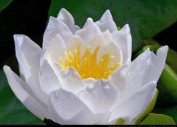 Quelle fleur symbolise la paix ?