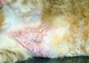 Comment soigner une dermatite chez le chat ?