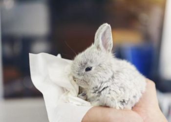 Pourquoi mon lapin nain éternue tout le temps ?