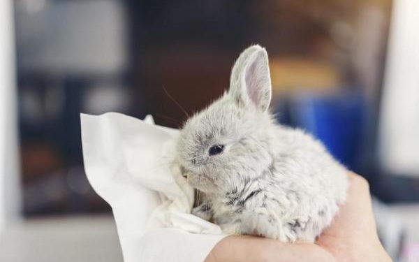 Pourquoi mon lapin nain éternue tout le temps ?