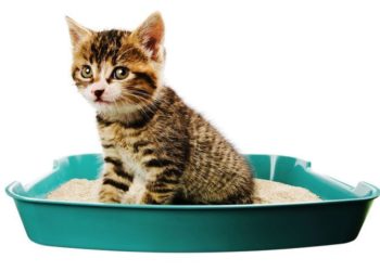 Comment soigner la présence du sang dans les selles ?