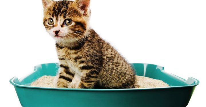 Comment soigner la présence du sang dans les selles ?