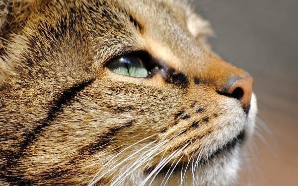 Comment se comporte un chat malade ?