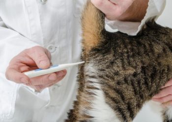 Pourquoi mon chat a des vers blancs ?