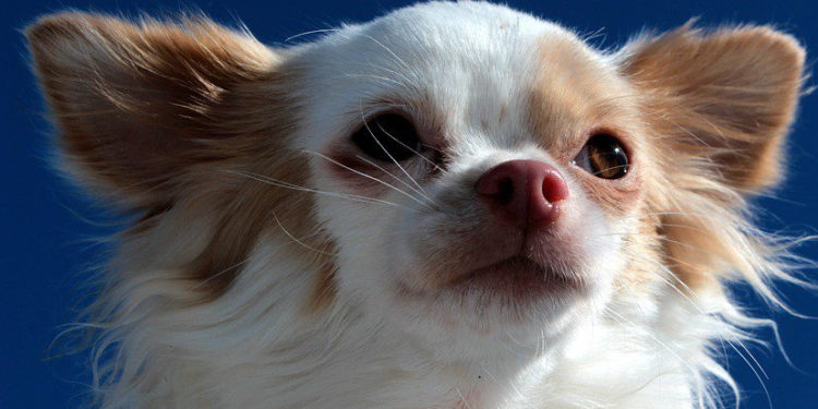 Quelle est la race de chien qui vit le plus longtemps ?