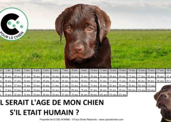 Quel âge maximum pour un chien ?