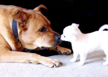 Pourquoi les chiens croisés Vivent-ils plus longtemps ?