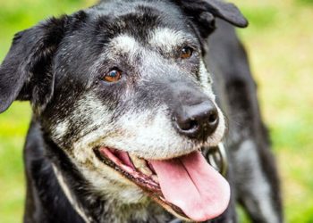 Quels sont les signes de souffrance chez un chien ?