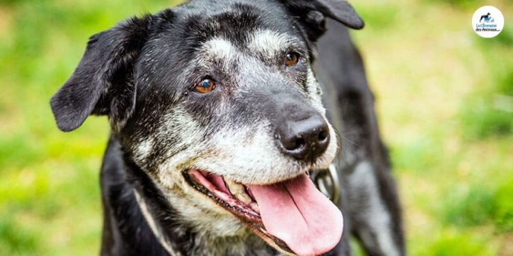 Quels sont les signes de souffrance chez un chien ?