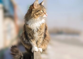 Comment un chat peut attraper une tumeur ?