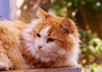 Comment reconnaître un kyste chez un chat ?