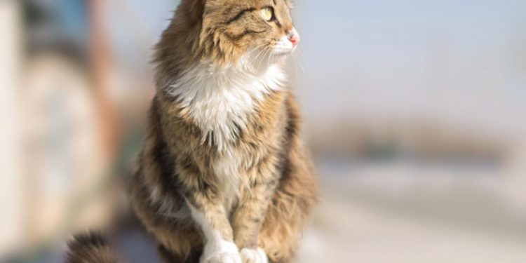 Comment un chat peut attraper une tumeur ?