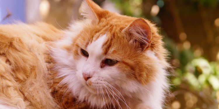 Comment reconnaître un kyste chez un chat ?