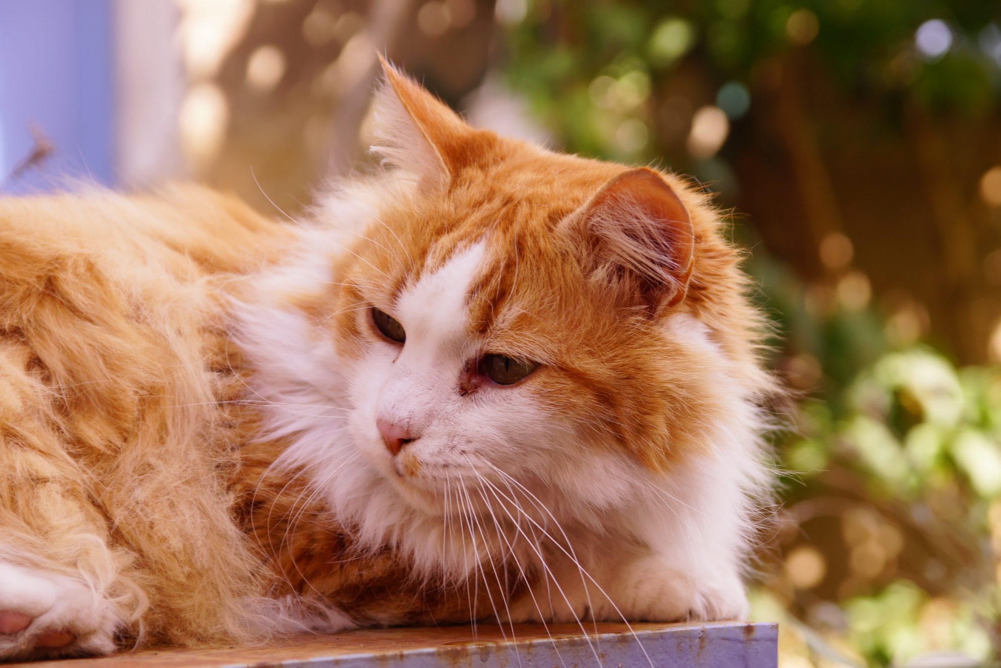 Comment Reconnaitre Un Kyste Chez Un Chat