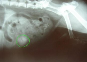 Comment soigner occlusion intestinale chat ?