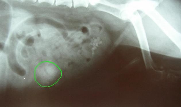Comment soigner occlusion intestinale chat ?