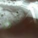Comment soigner occlusion intestinale chat ?