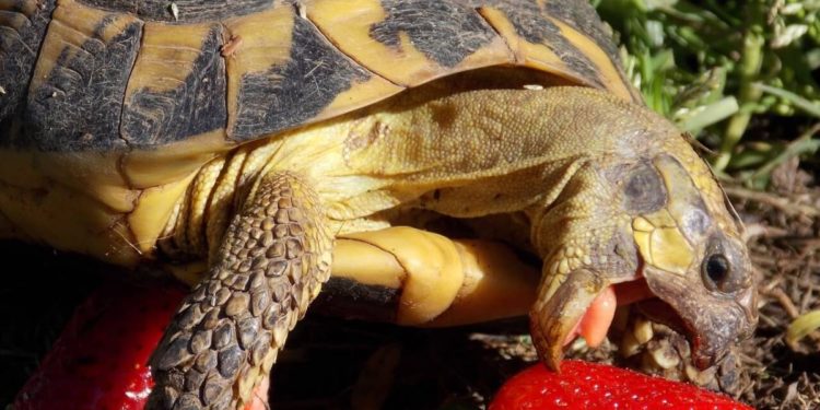 Est-ce que la tortue entend ?