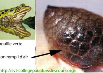 Quels animaux ont des poumons ?