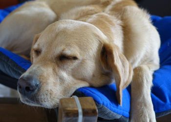 Où acheter des vaccins pour chiens ?