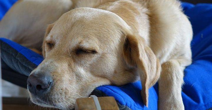 Où acheter des vaccins pour chiens ?