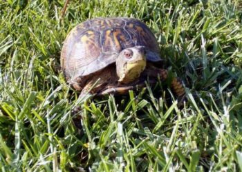 Comment savoir si la tortue est un mâle ou une femelle ?